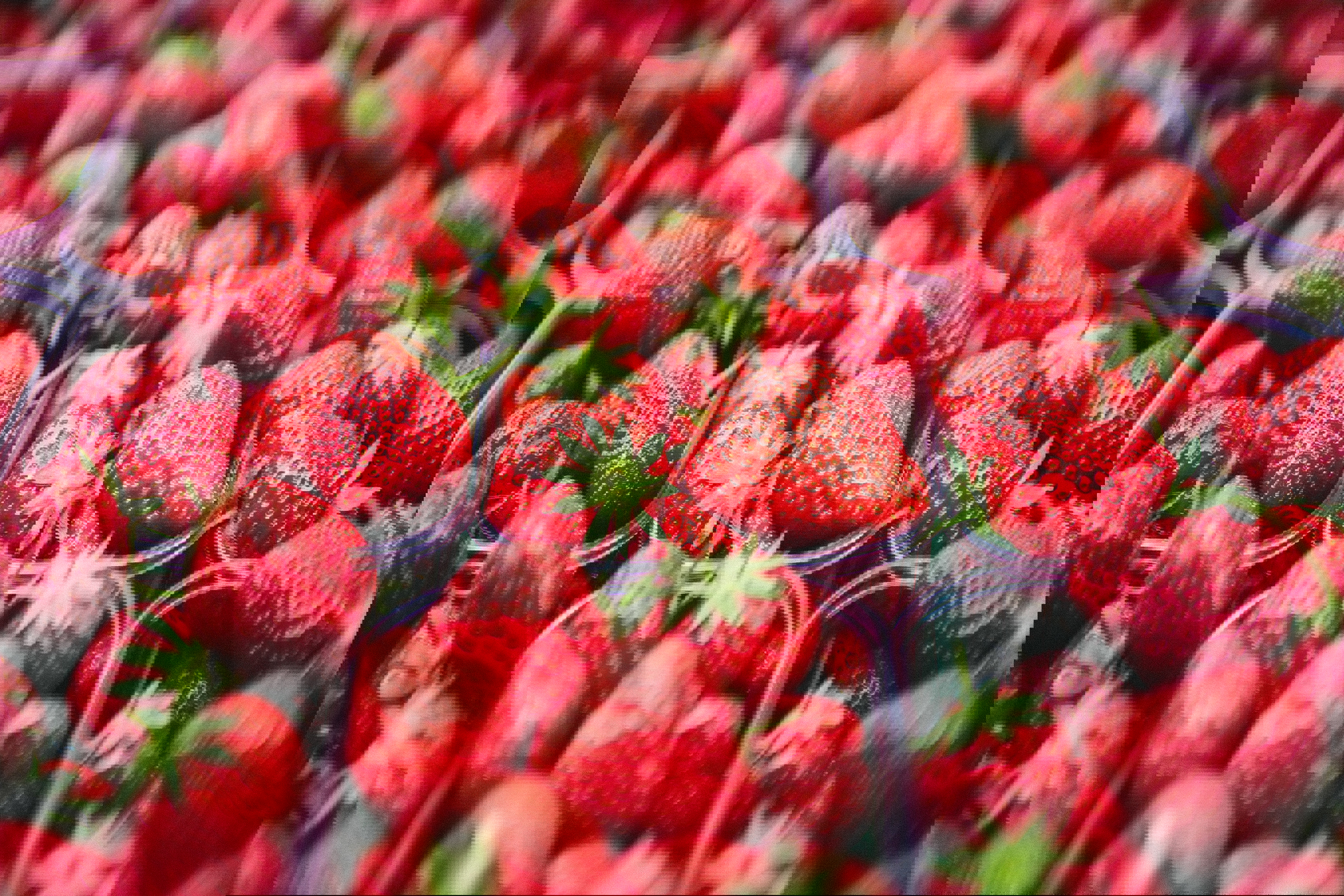 Berry Picking in Auckland